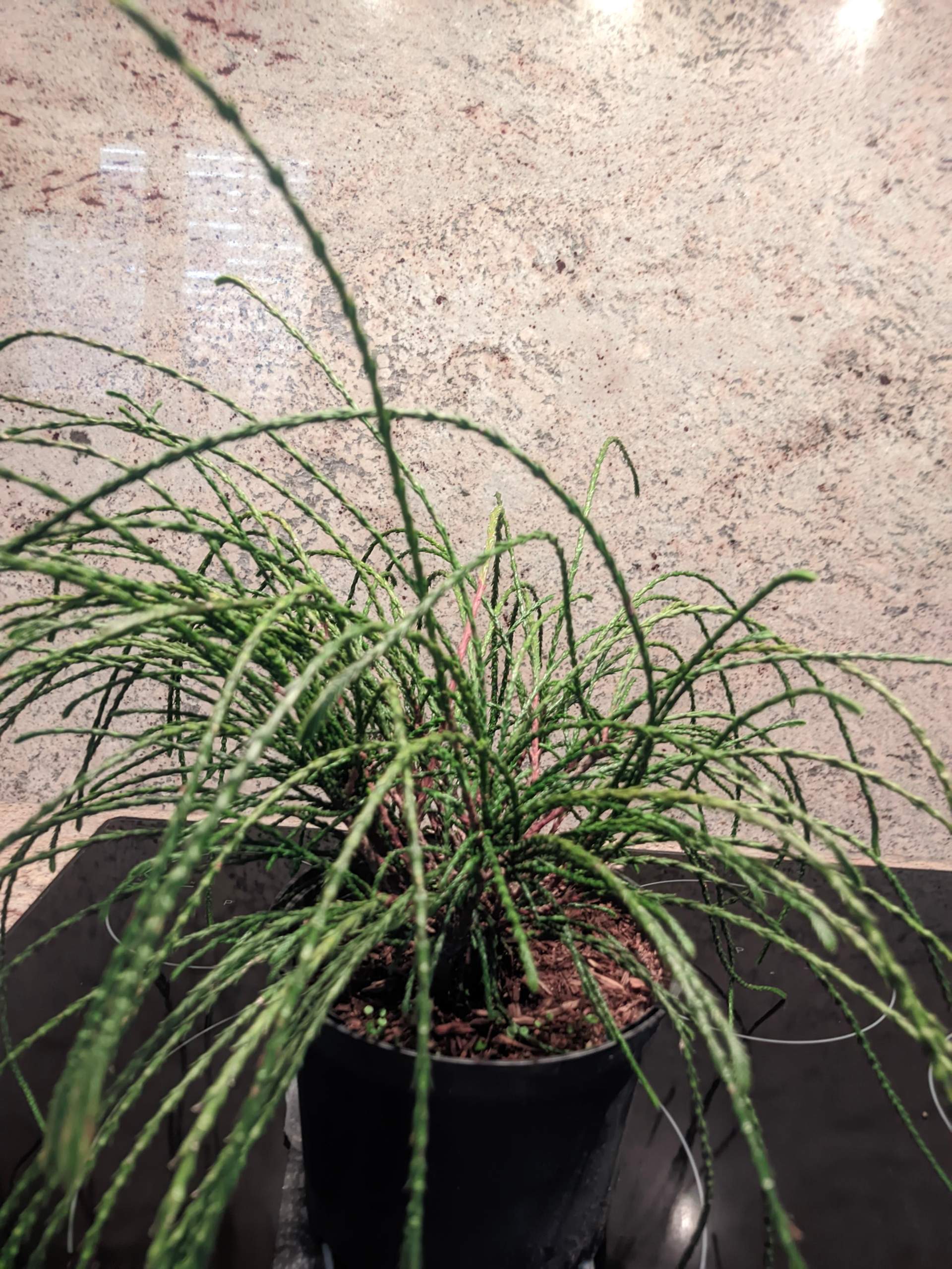 Was ist das für eine Pflanze? (Pflanzen, Natur, Pflanzenpflege)