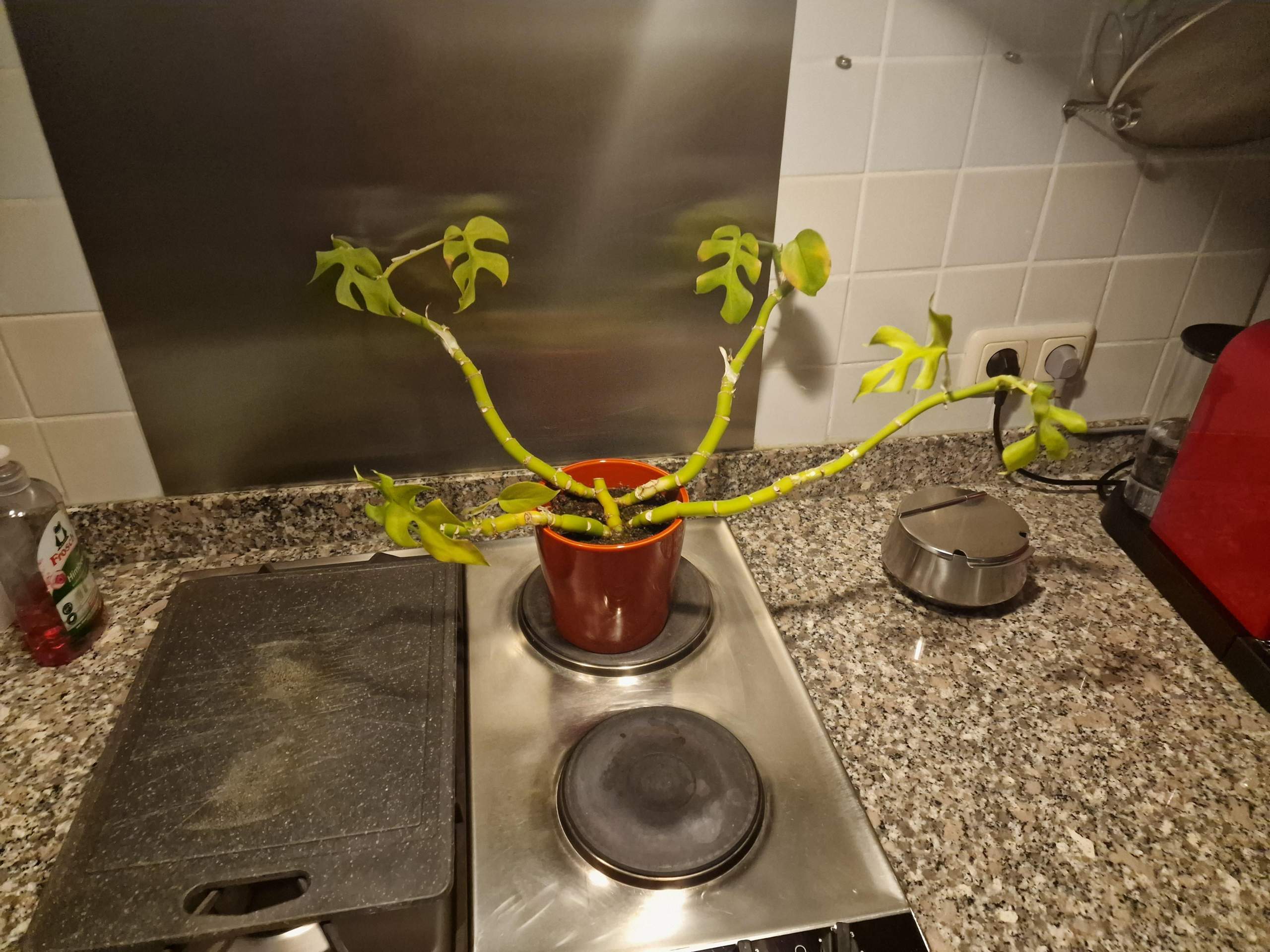 Was ist das für eine Pflanze? (Blumen, Pflanzenpflege, Botanik)