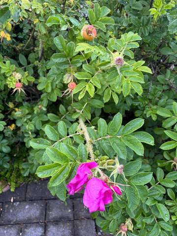 Bild zum Beitrag