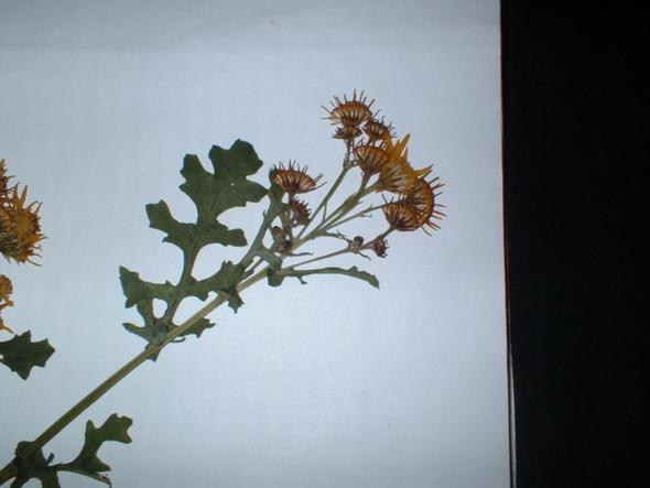 Pflanze ? - (Biologie, Pflanzen, Blumen)