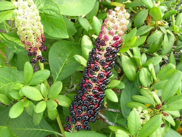 Was Ist Das Fur Eine Pflanze Giftig Garten