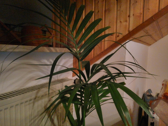 Unbekannte Palme - (Pflanzen, Palme)