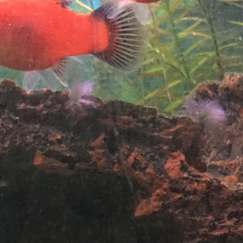 Pflanze am Schiffwrack - (Pflanzen, Aquarium)
