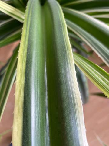Was ist das für eine Pflanze Palme?