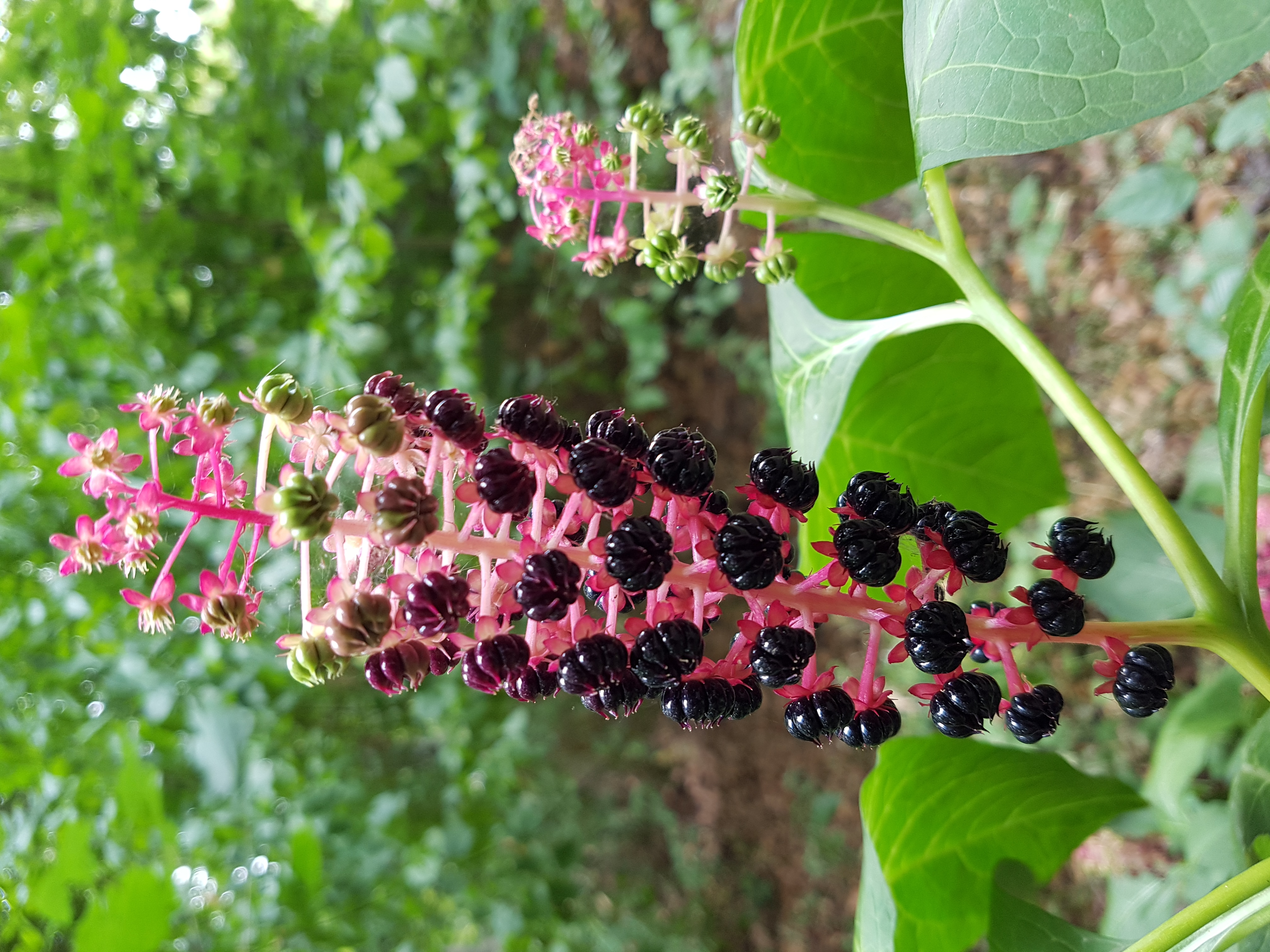 Was ist das für eine Pflanze roter Stengel schwarze ...