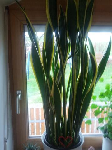 Was Ist Das Fur Eine Pflanze Siehe Bild Grun Mit Gelben Streifen Pflanzen Zimmerpflanzen