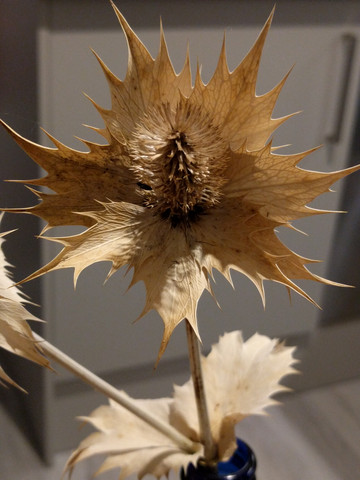 Was ist das für eine Pflanze? (Stacheliges Blatt, stachelige Samen)?