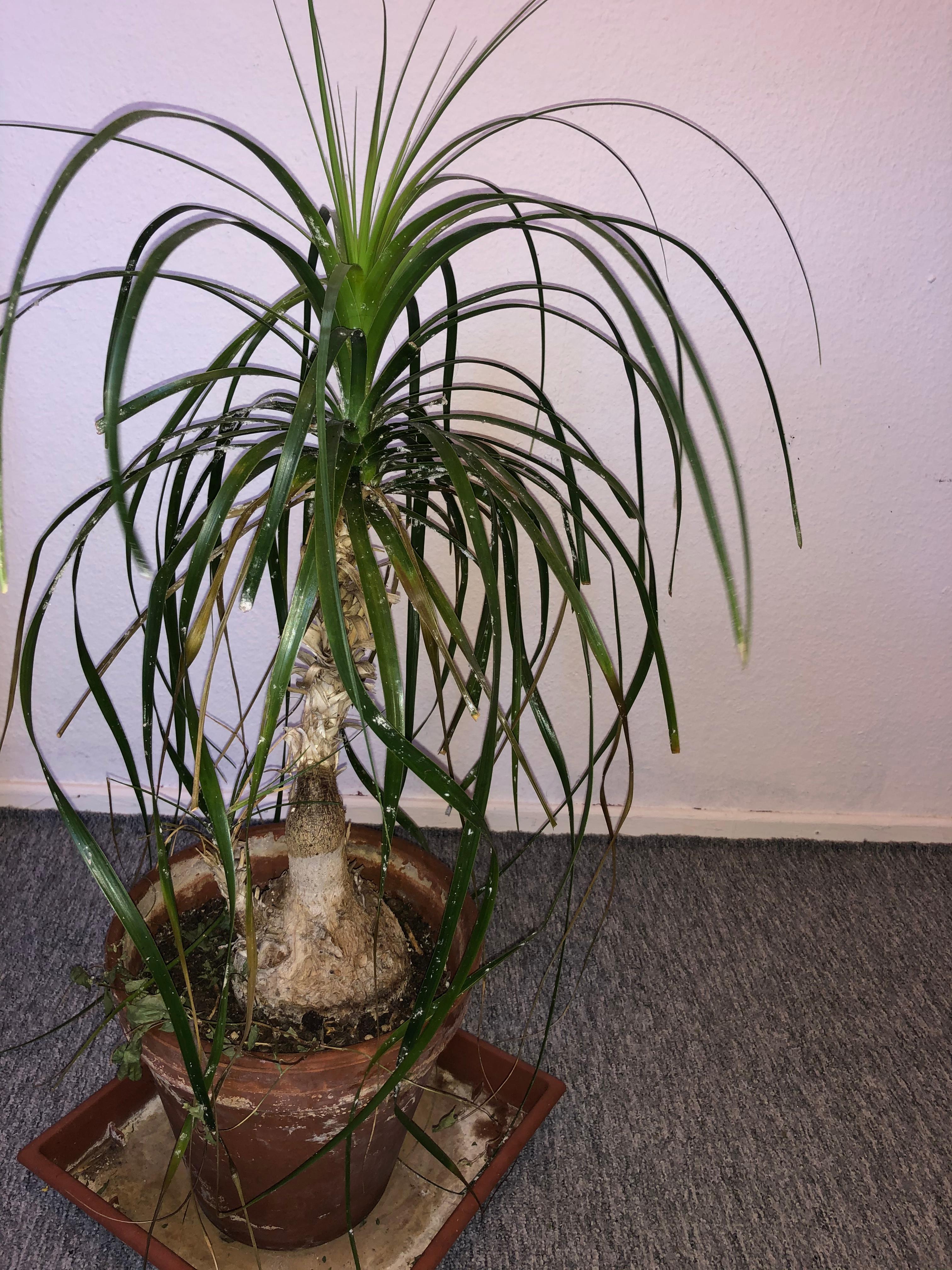 Blattluse Mein Schner Garten Pflanzen Garten