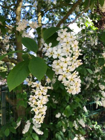 Was ist das für eine Pflanze? Weiße Blüten? (Pflanzen, Garten)