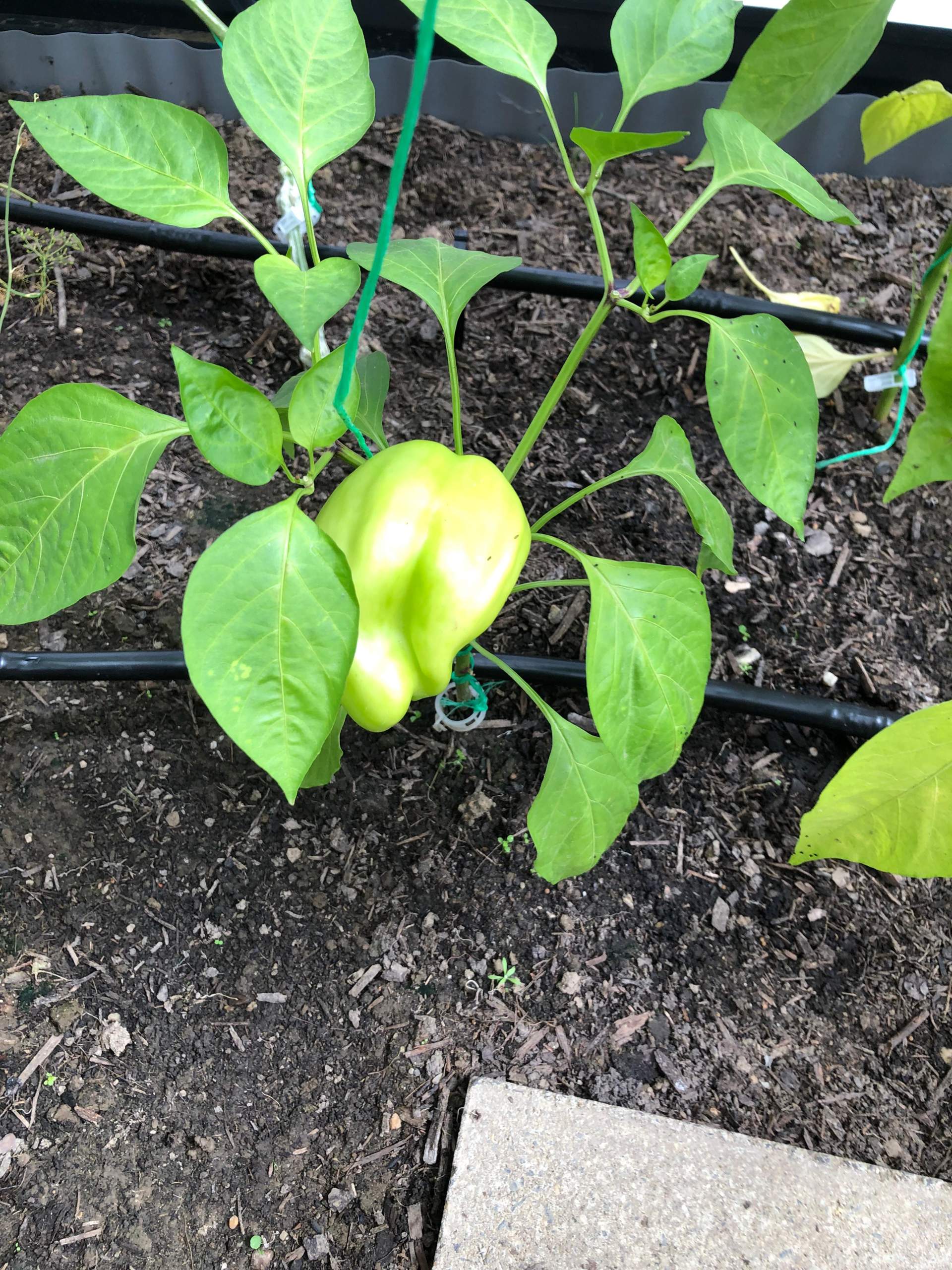 Was ist das für eine Pflanze/Frucht? (Gemüse, Botanik, Früchte)