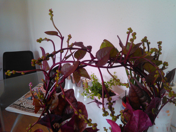 Bild 2 - (Pflanzen, Botanik)