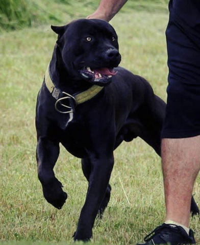 Was Ist Das Fur Eine Pitbull Rasse Terrier