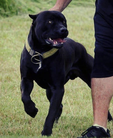 Was ist das für eine Pitbull Rasse? (Terrier)