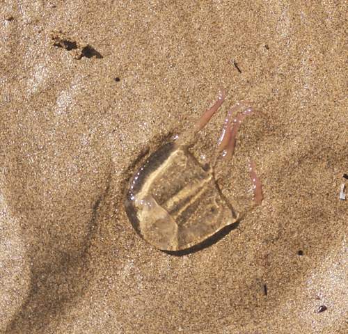 Was Ist Das Fur Eine Qualle In Bibione Strand Quallen