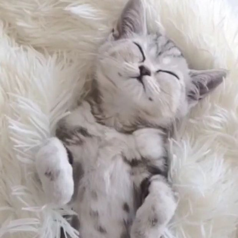 Katze grau weiß - (Tiere, Katze, Kosten)