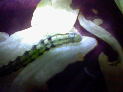 - (Puppen, Schmetterling, raupe)