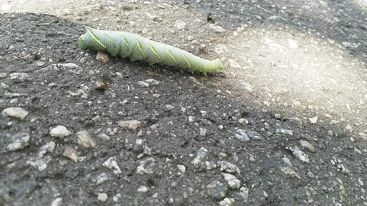 Was Ist Das Für Eine Raupe www.gutefrage.net