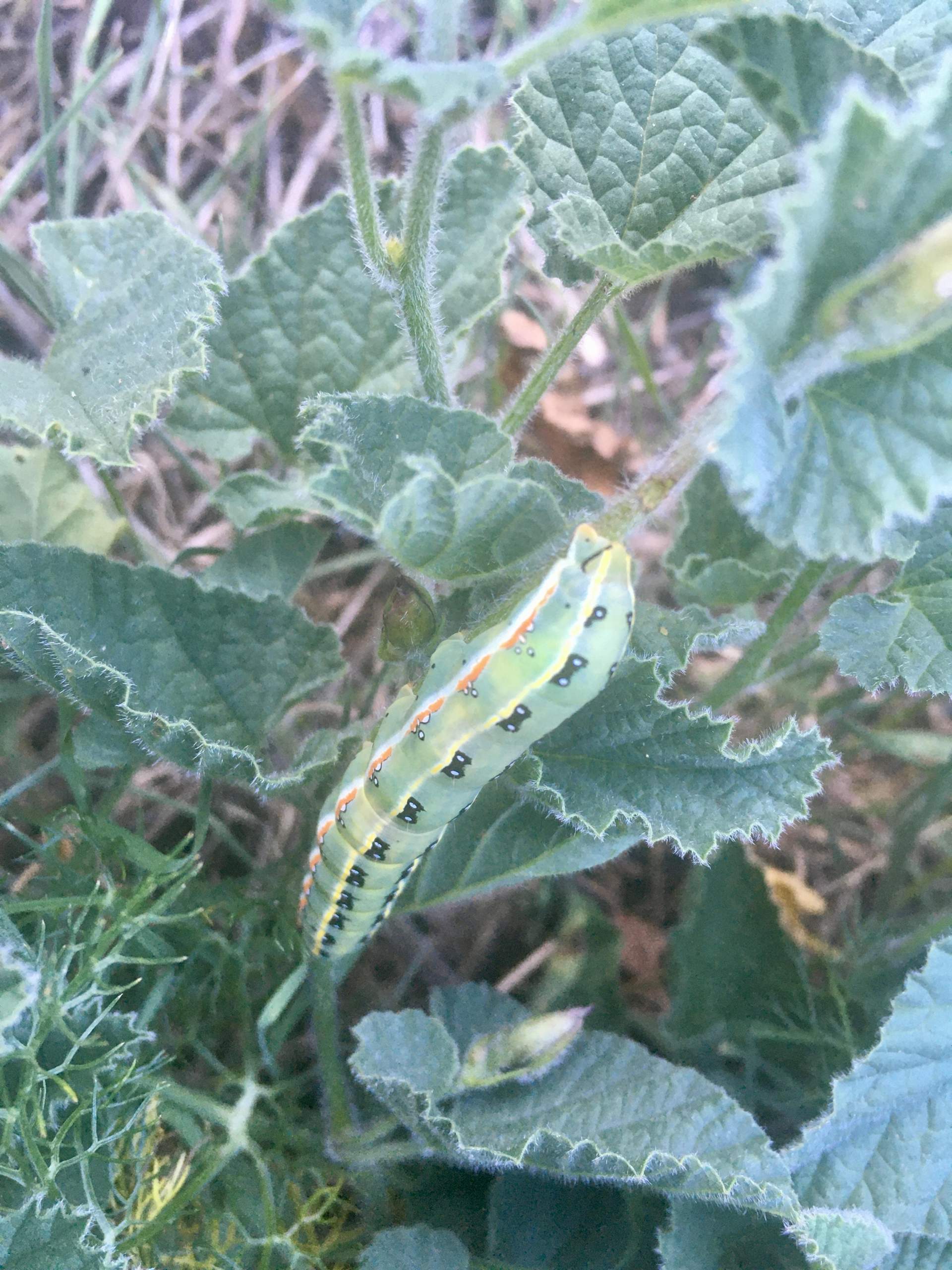 Was ist das für eine Raupe? Wie sieht der Falter/Schmetterling dazu später aus? (Insekten ...