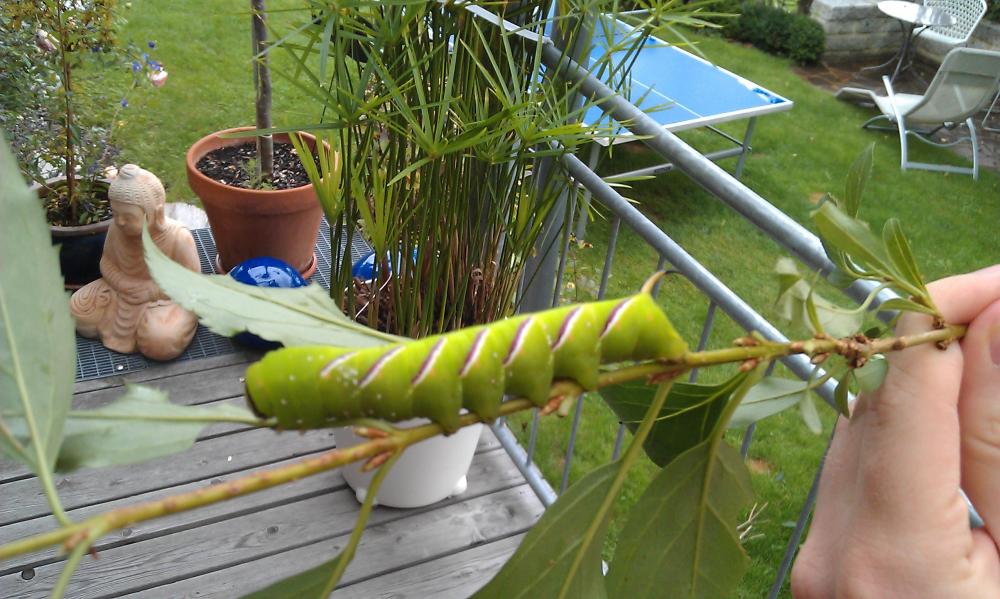 Was ist das für eine rießige Raupe? (Garten, Natur, Insekten)