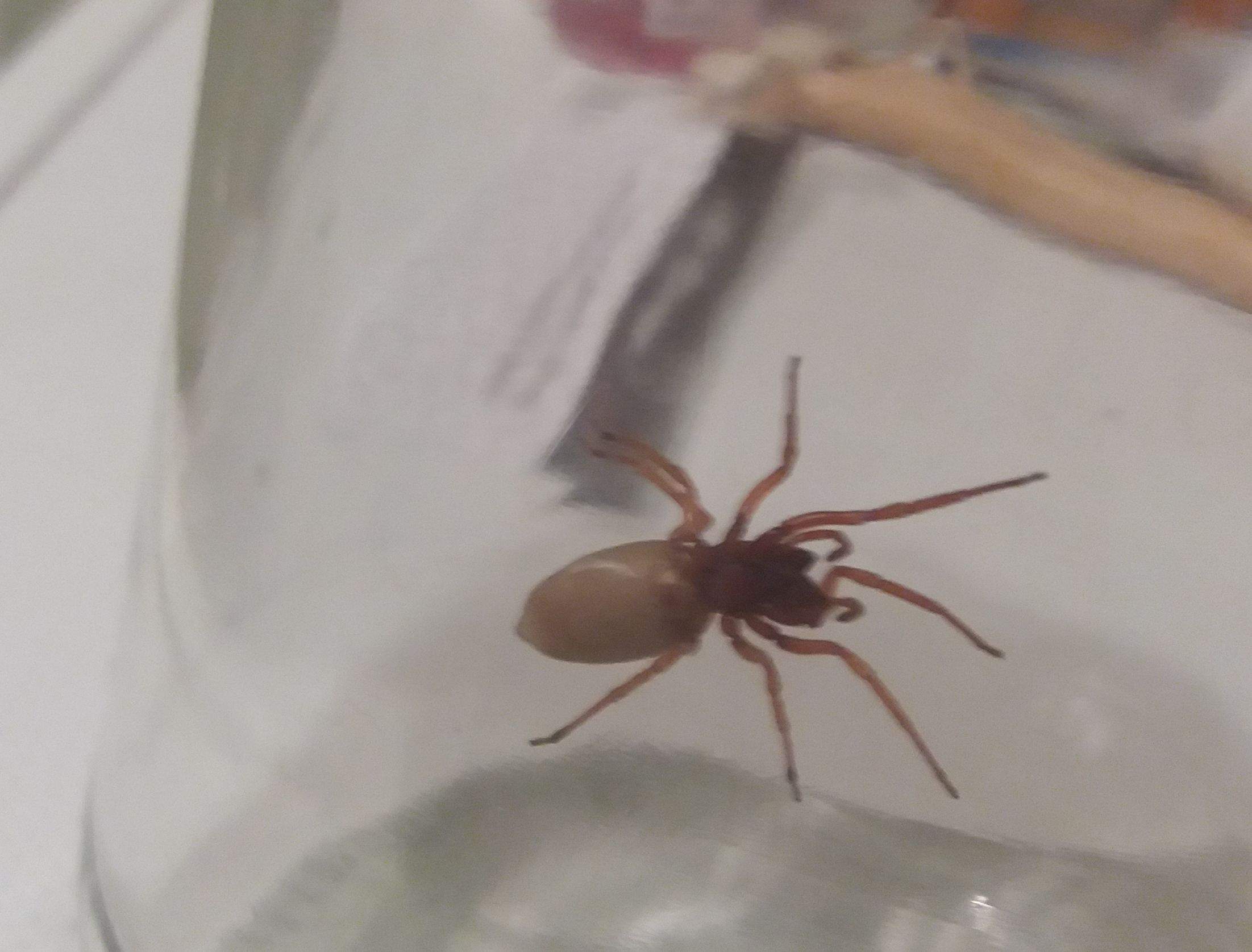 Was ist das für eine rot/ gelbe Spinne?