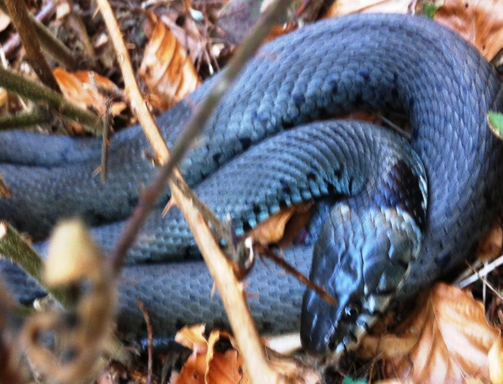 Was ist das für eine Schalnge? (Schlangen, Ringelnatter)