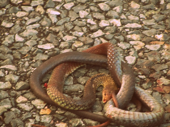Schlange - (Tiere, Australien, Schlangen)