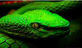 Was ist das für eine Schlange und darf man die Deutschland halten ... - 0 Big Was ist das für eine Schlange und darf man die Deutschland halten ... - 0 Big