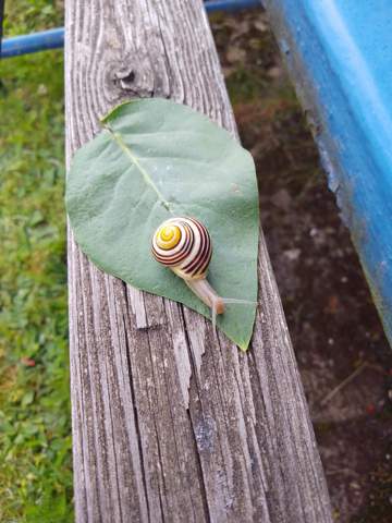 Was Ist Das Fr Eine Schnecke? (Biologie, Natur, Tierhaltung)