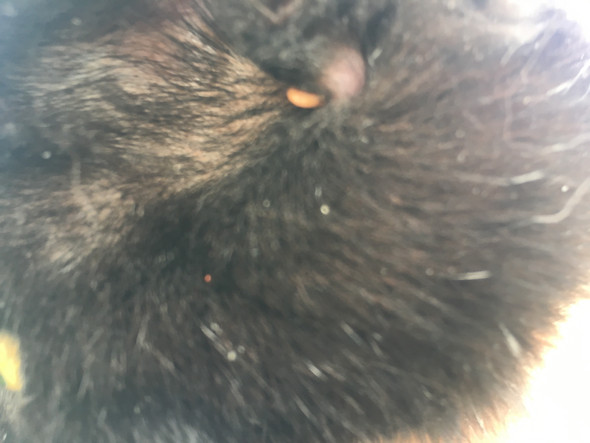 Was Ist Das Fur Eine Schwellung Katze Haustiere Katzen Tierarzt