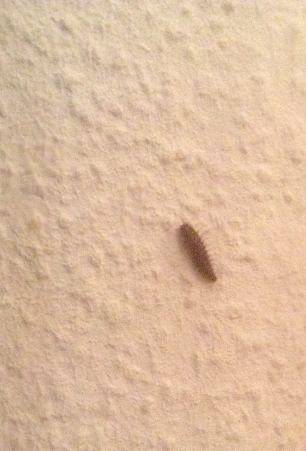 Stuckiger Insecte Was ist das für eine Sorte Ungeziefer? (Schädlinge)