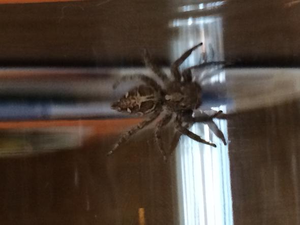 Was Ist Das Fur Eine Spinne Und Gibt Es Giftige Spinnen In Der Turkei Tiere