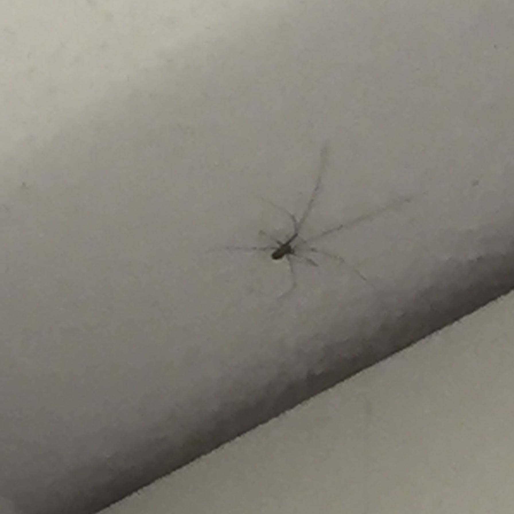 Was ist das für eine Spinne. Und wie bekomme ich sie aus meinem Zimmer