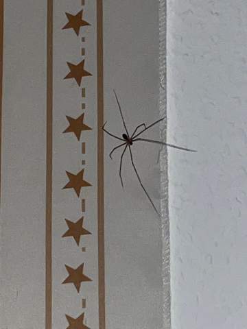 Was ist das für eine Spinne?