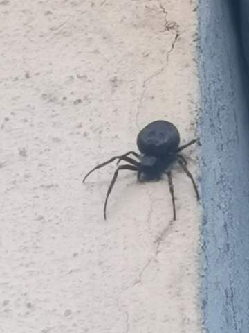 Was ist das für eine Spinne?