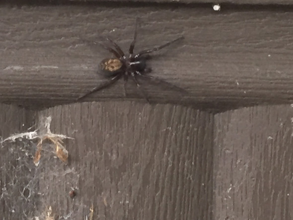 Besagte Spinne auf meinem Blumenkasten - (Biologie, Spinnen)