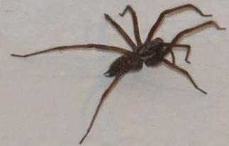 Spinne im Wohnzimmer gefährlich oder nicht ? - (Angst, Spinnen, gefährlich)