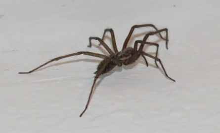 Was ist das für eine Spinne? Hilfe im Wohnzimmer.... (Angst, Spinnen