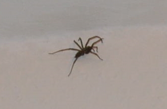 Was ist das für eine Spinne? Hilfe im Wohnzimmer.... (Angst, Spinnen