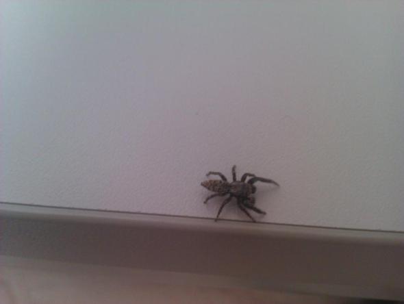 Was Ist Das Fur Eine Spinne Im Haus Gefunden Identifikation