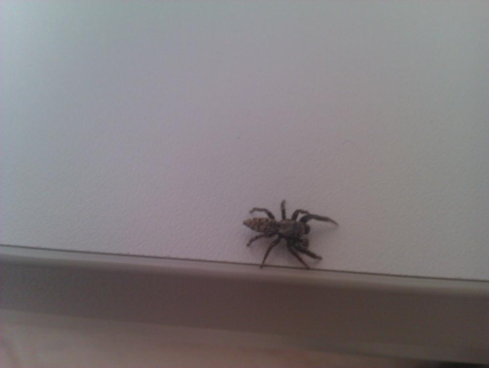 Was ist das für eine Spinne (im Haus gefunden ...