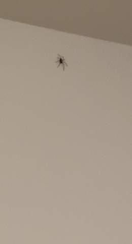 Was ist das für eine Spinne im Schlafzimmer ?