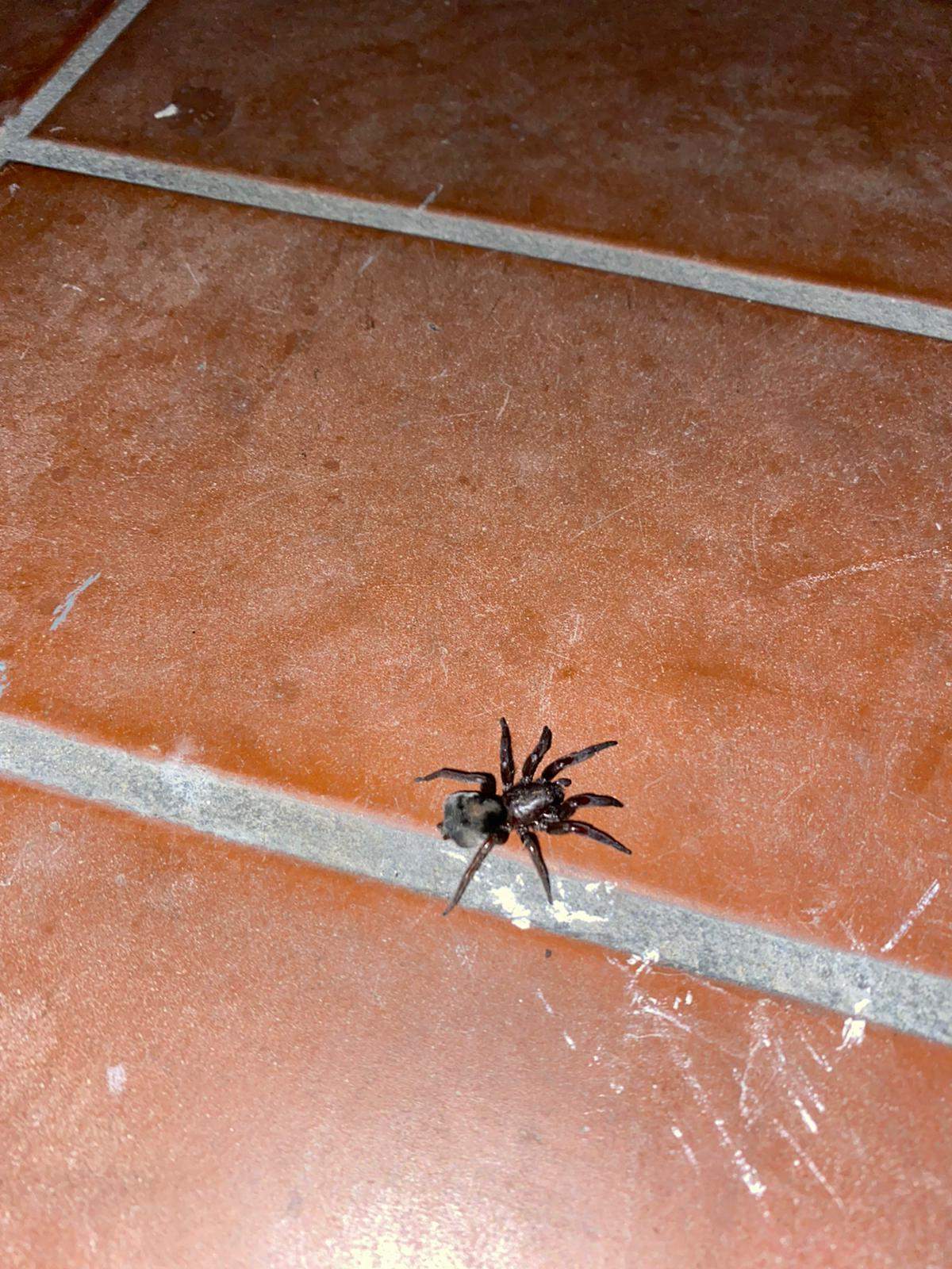 Was ist das für eine Spinne in meiner Garage 😫? (Tiere, Spinnen