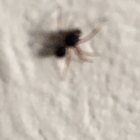 ?????? - (Tiere, Spinnen)