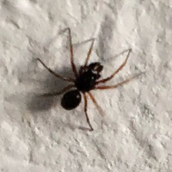 ??????? - (Tiere, Spinnen)