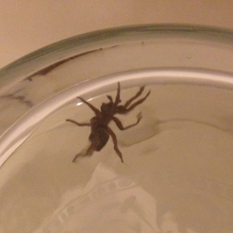 Was ist das für eine spinne leute die war im schlafzimmer (Tiere, Spinnen)