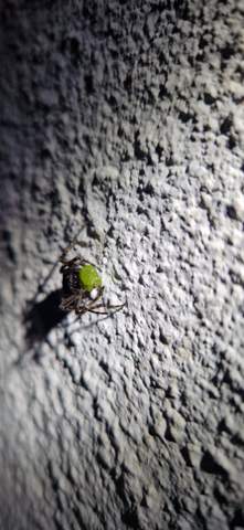 Was ist das für eine Spinne mit grüner Kugel im Maul?
