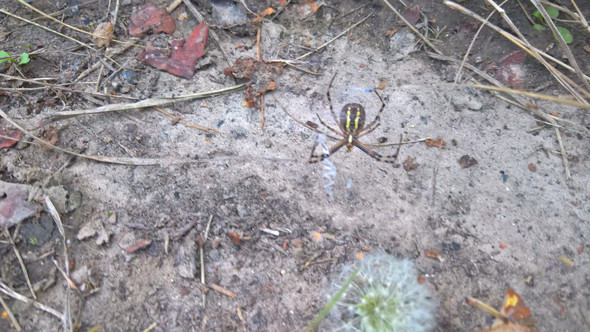 Was Ist Das Fur Eine Spinne Mit Gelben Und Schwarzen Streifen Natur Spinnen Spinnenart Was Ist Das Fur Eine Spinne Mit Gelben Und Schwarzen Streifen Natur Spinnen Spinnenart