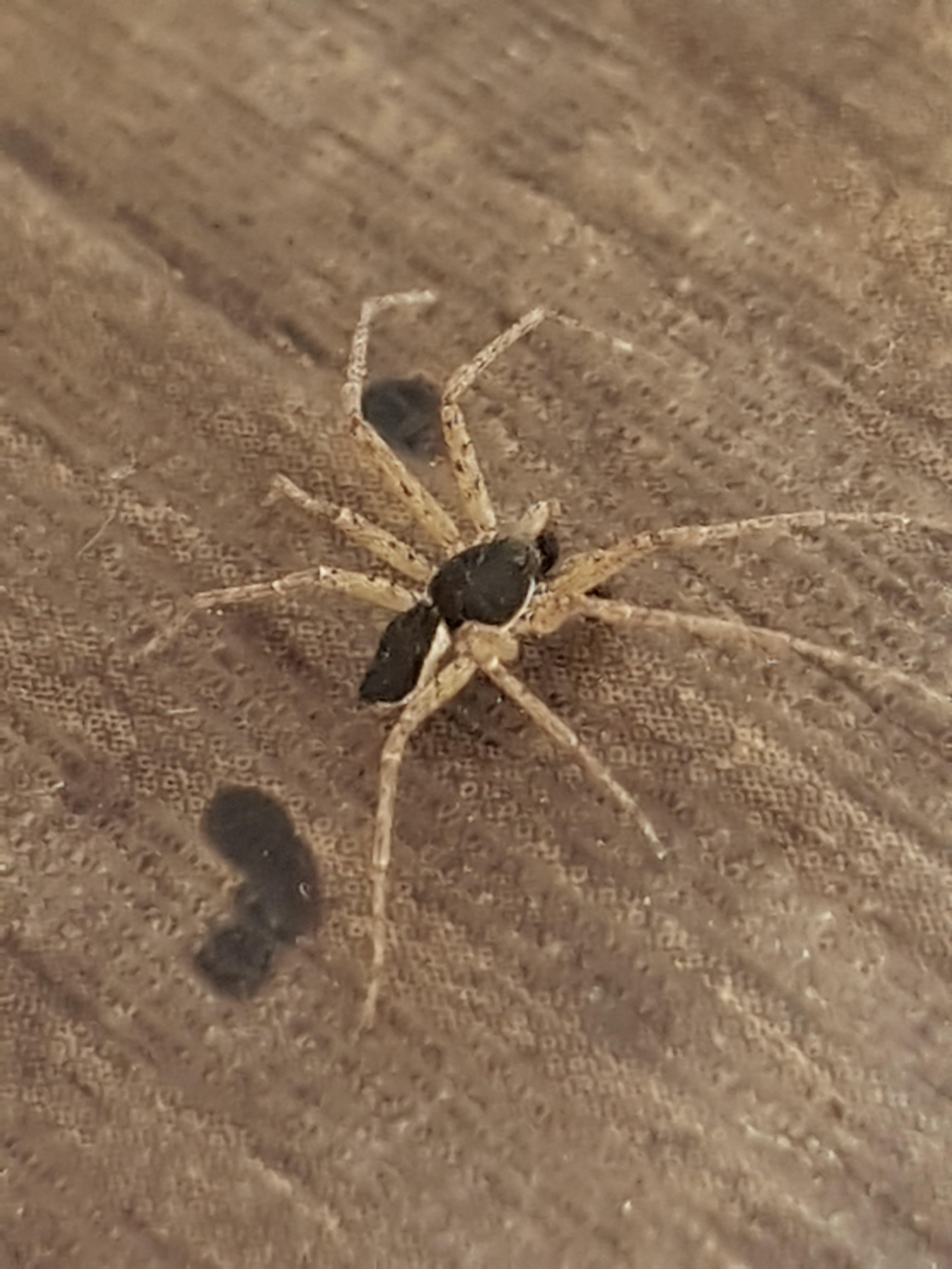 Was ist das für eine Spinne (mit weißen Beinen)? (Arachniden)