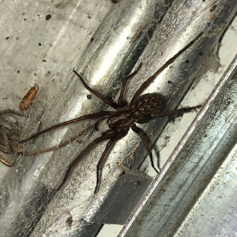 Spinne - (Tiere, Spinnen, Garage)