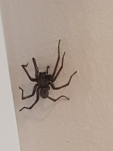 Was ist das für eine Spinne (riesig, Hauswinkelspinne?)? (Tiere ...